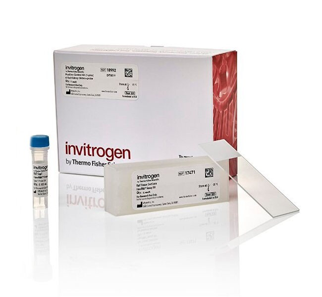 ViewRNA&trade; 组织阳性对照品试剂盒 (1-plex)（4 个大鼠肾脏载玻片 + 探针）