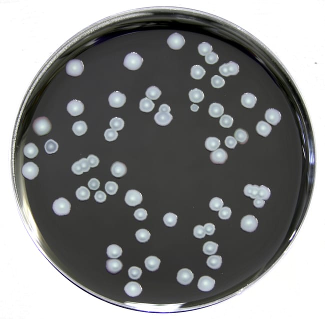 Oxoid&trade; Legionella BCYE Supplement