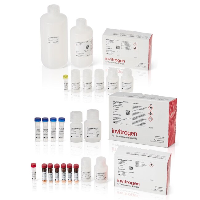 ViewRNA™ Colorimetric Tissue 2-Plex Kits