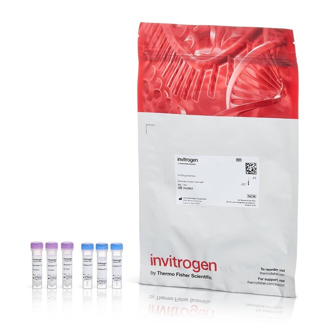 Zip Alexa Fluor™ Rapid Antibody Labeling Kits