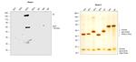 Human IgG3 (Heavy chain) Secondary Antibody in Western Blot (WB)