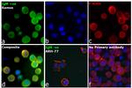 Human IgM (Heavy chain) Secondary Antibody