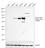 Human IgM (Heavy chain) Secondary Antibody in Western Blot (WB)