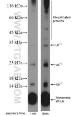 Ubiquitin Antibody in Western Blot (WB)