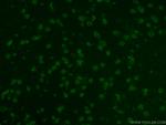 Sam68 Antibody in Immunohistochemistry (PFA fixed) (IHC (PFA))