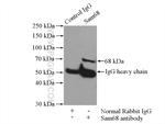 Sam68 Antibody in Immunoprecipitation (IP)