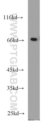 Sam68 Antibody in Western Blot (WB)