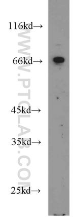 Sam68 Antibody in Western Blot (WB)