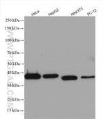 IkB alpha Antibody in Western Blot (WB)