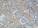 IkB alpha Antibody in Immunohistochemistry (Paraffin) (IHC (P))