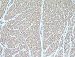 SOD1 Antibody in Immunohistochemistry (Paraffin) (IHC (P))