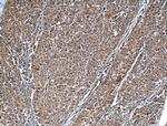 SOD1 Antibody in Immunohistochemistry (Paraffin) (IHC (P))