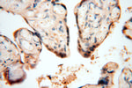 SOD1 Antibody in Immunohistochemistry (Paraffin) (IHC (P))