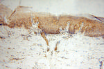 SOD1 Antibody in Immunohistochemistry (Paraffin) (IHC (P))