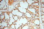 SOD1 Antibody in Immunohistochemistry (Paraffin) (IHC (P))