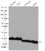 SOD1 Antibody in Western Blot (WB)