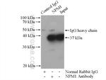 B23/NPM1 Antibody in Immunoprecipitation (IP)