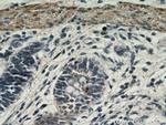 TRIM32 Antibody in Immunohistochemistry (Paraffin) (IHC (P))