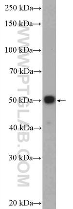 P53 Antibody in Western Blot (WB)