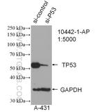 P53 Antibody in Western Blot (WB)