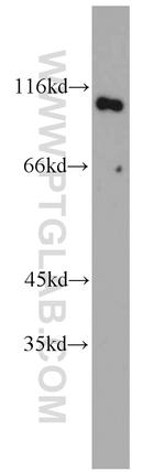 GADD34 Antibody in Western Blot (WB)