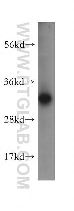 CHMP2A Antibody in Western Blot (WB)