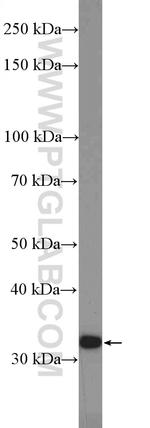 CHMP2A Antibody in Western Blot (WB)