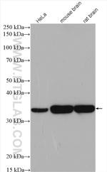 alpha-SNAP Antibody in Western Blot (WB)