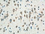 alpha-SNAP Antibody in Immunohistochemistry (Paraffin) (IHC (P))