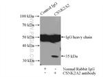 CSNK2A2 Antibody in Immunoprecipitation (IP)