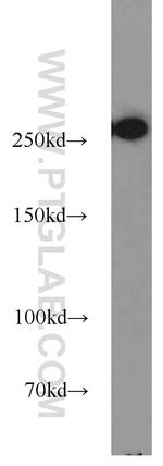 FASN Antibody in Western Blot (WB)