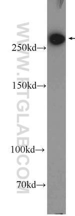 FASN Antibody in Western Blot (WB)