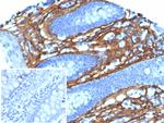 Periostin (POSTN) Antibody in Immunohistochemistry (Paraffin) (IHC (P))