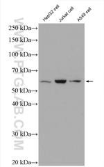 HSF2 Antibody in Western Blot (WB)