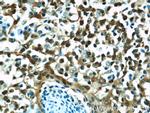 Cyclophilin A Antibody in Immunohistochemistry (Paraffin) (IHC (P))