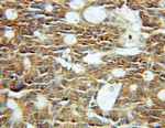 Cyclophilin A Antibody in Immunohistochemistry (Paraffin) (IHC (P))