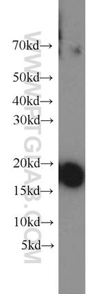 Cyclophilin A Antibody in Western Blot (WB)