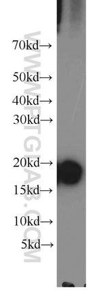 Cyclophilin A Antibody in Western Blot (WB)