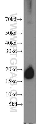 Cyclophilin A Antibody in Western Blot (WB)