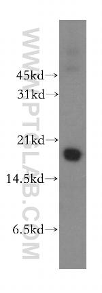 Cyclophilin A Antibody in Western Blot (WB)