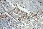 SFTPC Antibody in Immunohistochemistry (Paraffin) (IHC (P))