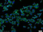 TRIP10 Antibody in Immunocytochemistry (ICC/IF)