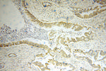 OPTN Antibody in Immunohistochemistry (Paraffin) (IHC (P))