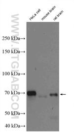 OPTN Antibody in Western Blot (WB)