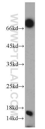 Histone H2A.X Antibody in Western Blot (WB)