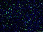 IBA1 Antibody in Immunohistochemistry (PFA fixed) (IHC (PFA))