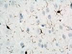 IBA1 Antibody in Immunohistochemistry (Paraffin) (IHC (P))