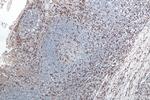 IBA1 Antibody in Immunohistochemistry (Paraffin) (IHC (P))