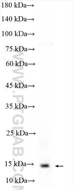 IBA1 Antibody in Western Blot (WB)