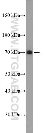 SLAM/CD150 Antibody in Western Blot (WB)